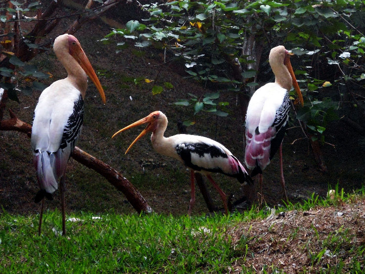 8. Indira Gandhi Zoological Park 